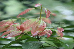 Cinnamomum verum